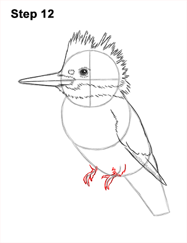 Draw a Belted Kingfisher Bird 12 How to Draw a Belted Kingfisher Female 12