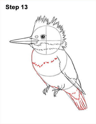 Draw a Belted Kingfisher Bird 13 How to Draw a Belted Kingfisher Female 13
