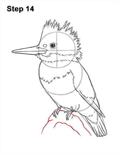Draw a Belted Kingfisher Bird 14 How to Draw a Belted Kingfisher Female 14