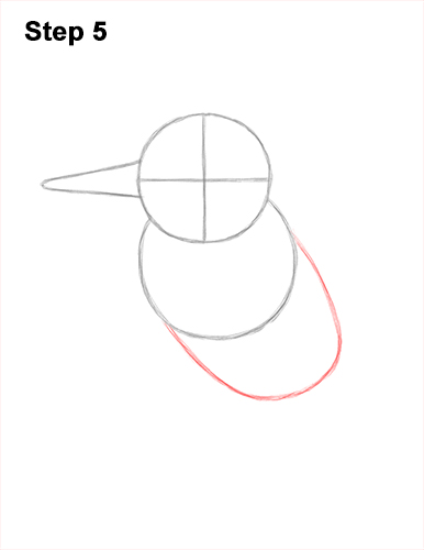 Draw a Belted Kingfisher Bird 5 How to Draw a Belted Kingfisher Female 5