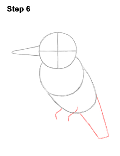 Draw a Belted Kingfisher Bird 6 How to Draw a Belted Kingfisher Female 6