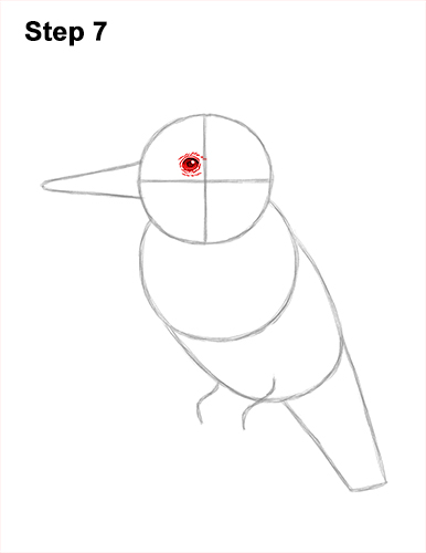 Draw a Belted Kingfisher Bird 7 How to Draw a Belted Kingfisher Female 7