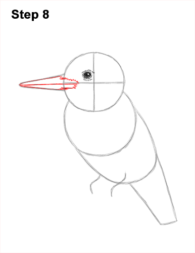 Draw a Belted Kingfisher Bird 8 How to Draw a Belted Kingfisher Female 8