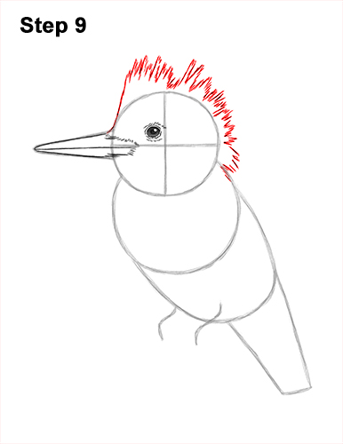 Draw a Belted Kingfisher Bird 9 How to Draw a Belted Kingfisher Female 9