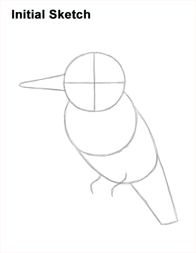 Draw a Belted Kingfisher Bird Guidelines How to Draw a Belted Kingfisher Female Guides Lines