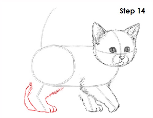 Kitten Drawing 14 Draw Kitten 14
