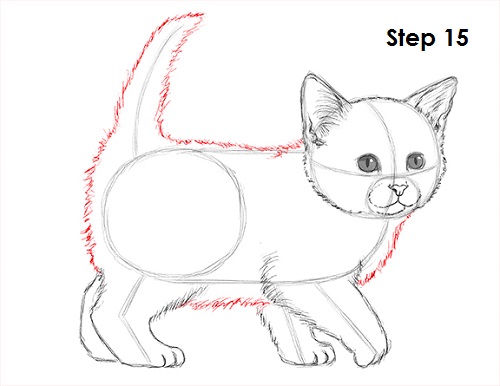 Kitten Drawing 15 Draw Kitten 15