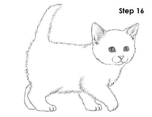 Kitten Drawing 16 Draw Kitten 16