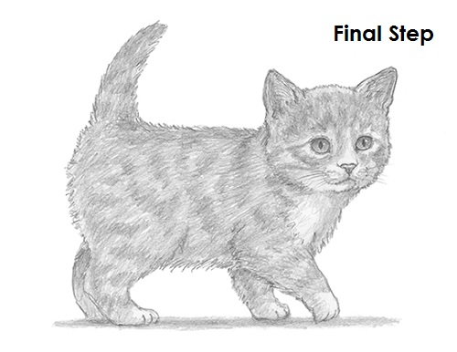 Kitten Drawing Final Draw Kitten Final