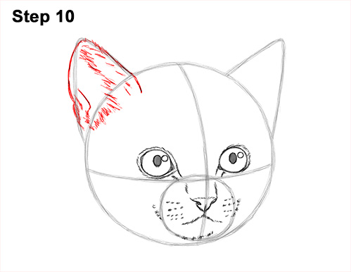 Draw Tabby Kitty Cat Head 10 How to Draw Cute Cat Kitten Head Face Portrait 10