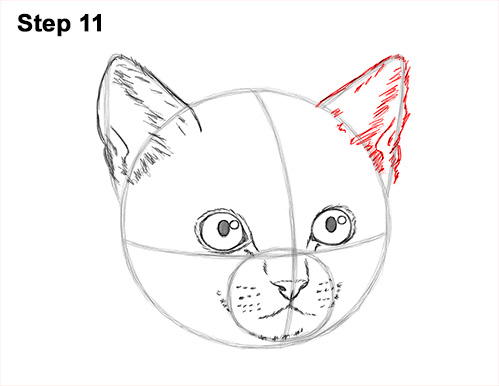 Draw Tabby Kitty Cat Head 11 How to Draw Cute Cat Kitten Head Face Portrait 11
