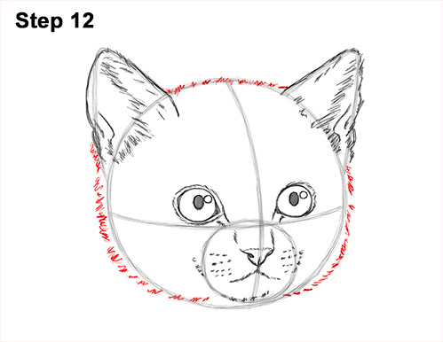 Draw Tabby Kitty Cat Head 12 How to Draw Cute Cat Kitten Head Face Portrait 12