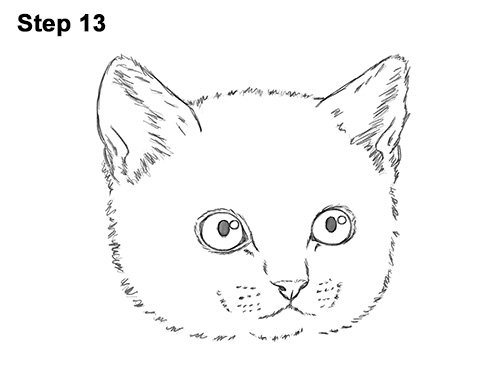 Draw Tabby Kitty Cat Head 13 How to Draw Cute Cat Kitten Head Face Portrait 13