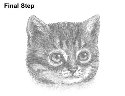 Draw Tabby Kitty Cat Head How to Draw Cute Cat Kitten Head Face Portrait