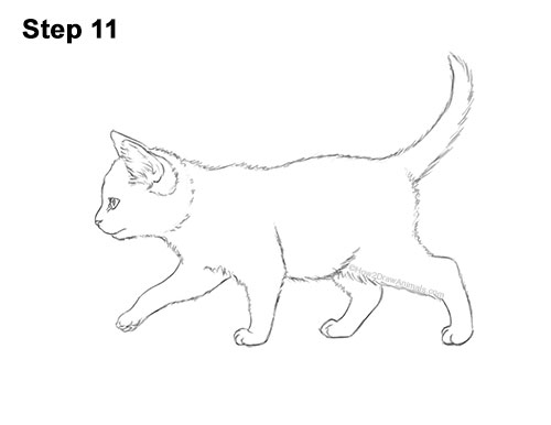 How to Draw a Tabby Kitten 11