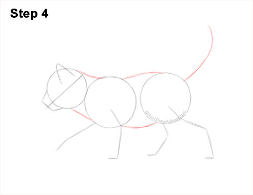 How to Draw a Tabby Kitten 4