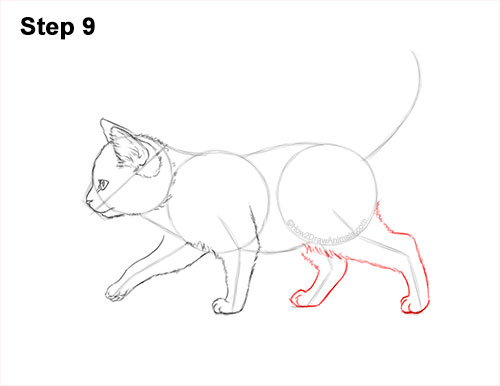 How to Draw a Tabby Kitten 9