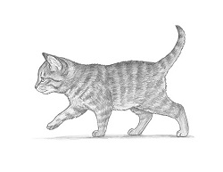 How to Draw a Cat (Tabby Kitten Walking)