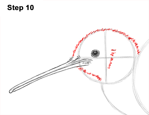 Kiwi Bird Drawing 10 Draw Kiwi Bird 10