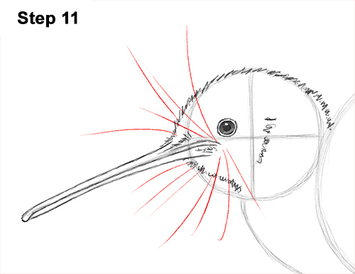 Kiwi Bird Drawing 11 Draw Kiwi Bird 11