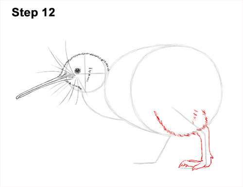 Kiwi Bird Drawing 12 Draw Kiwi Bird 12