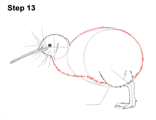 Kiwi Bird Drawing 13 Draw Kiwi Bird 13