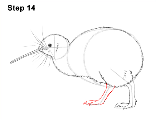 Kiwi Bird Drawing 14 Draw Kiwi Bird 14