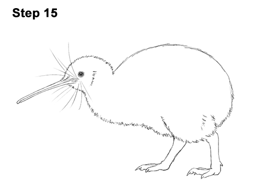 Draw Kiwi Bird 15