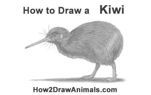 Draw a Kiwi Bird How to Draw a Kiwi Bird