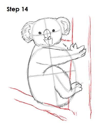Draw Koala 14