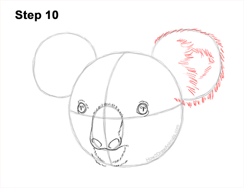 How to Draw a Koala Head Face Portrait 10