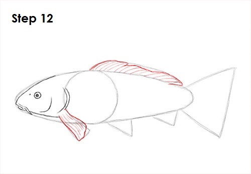 Draw Koi Fish 12