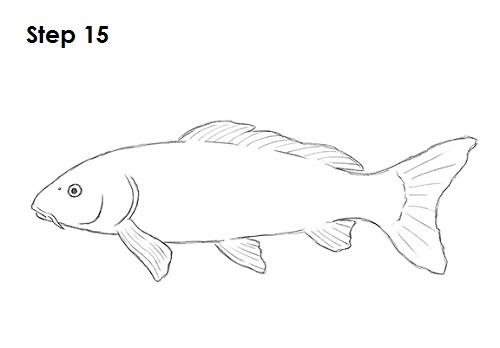 Koi Fish 15 Draw Koi Fish 15
