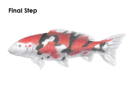 Koi Fish Drawing Draw Koi Fish Final