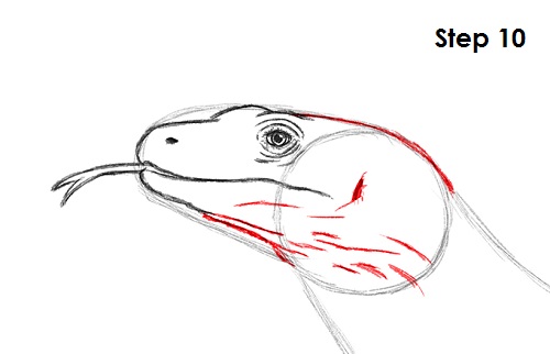 Draw Komodo Dragon 10