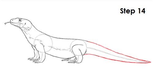 Draw Komodo Dragon 14