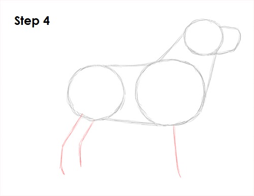 Draw Labrador Retriever 4