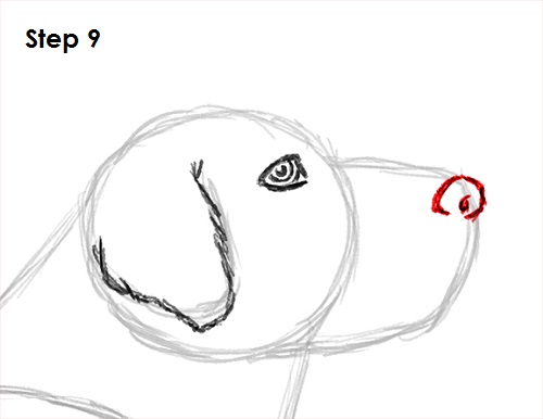 Draw Labrador Retriever 9
