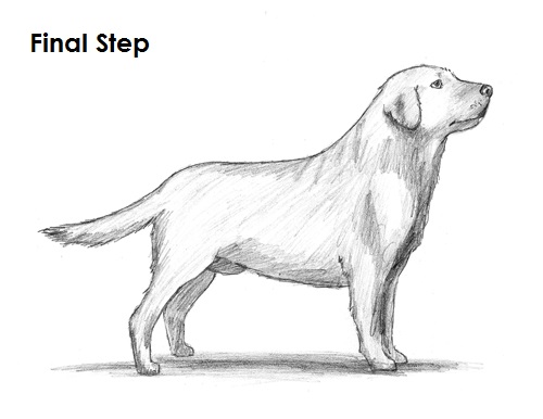 Draw Labrador Retriever Final