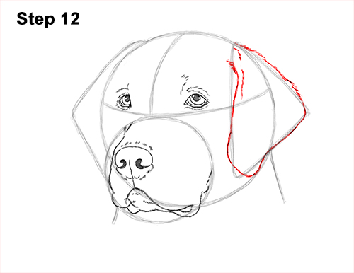 How to Draw Dog Labrador Retriever Head Portrait 12
