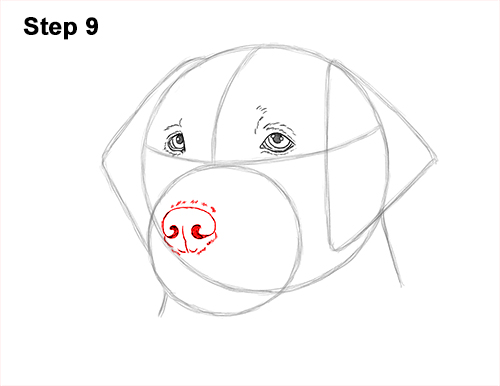 Draw Labrador Retirever Dog Head 9 How to Draw Dog Labrador Retriever Head Portrait 9