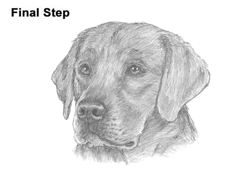 How to Draw Dog Labrador Retriever Head Portrait