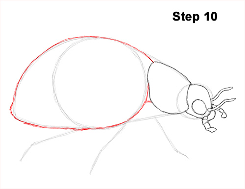 Ladybug Drawing 10 Draw Ladybug 10