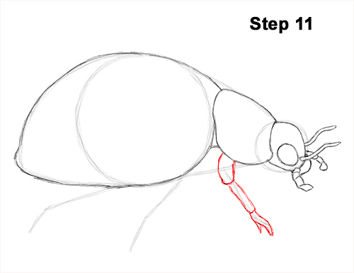 Ladybug Drawing 11 Draw Ladybug 11