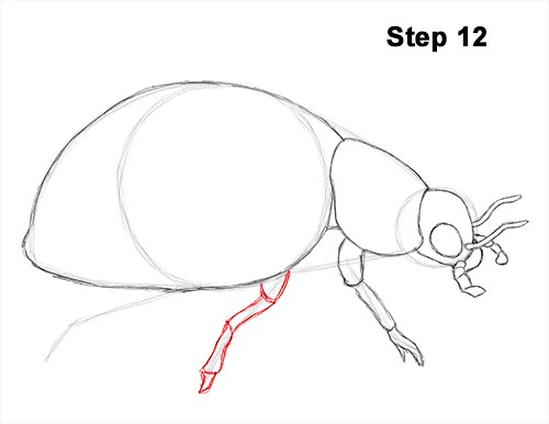Ladybug Drawing 12 Draw Ladybug 12