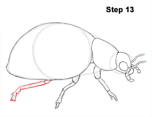 Ladybug Drawing 13 Draw Ladybug 13