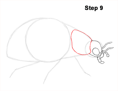 Draw Ladybug 9