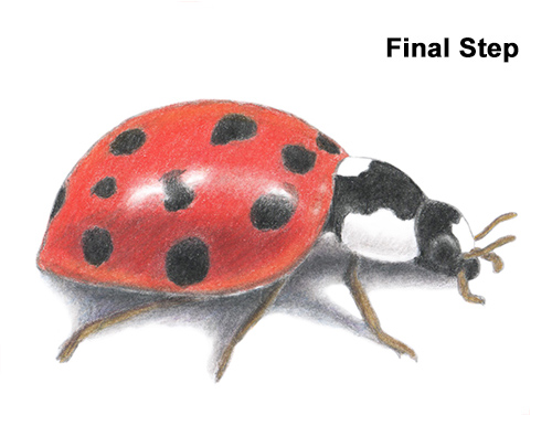 Ladybug Drawing Draw Ladybug