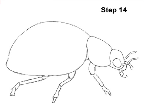 Ladybug Drawing 14 Draw Ladybug 14