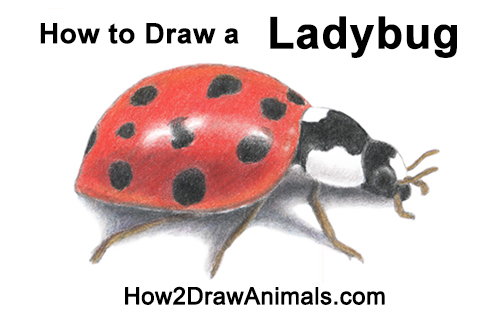 How to Draw a Ladybug How to Draw a Ladybug
